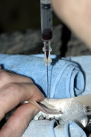 KHV Serology: Mark Bodycott utilizing a spinal needle to draw blood.  On very large fish, the spinal needle insert is left in the hub of the needle then withdrawn after the needle is positioned. The syringe is then attached and blood withdrawn.  The insert strengthens the fine needla as well as keeps the needlle from clogging with tissue while being inserted. (Photo supplied by Mark Bodycott)