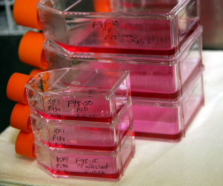 KHV being grown in tissue culture